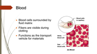 Blood
• Blood cells surrounded by
fluid matrix
• Fibers are visible during
clotting
• Functions as the transport
vehicle for materials
 