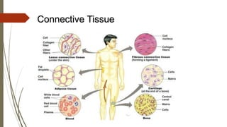 Connective Tissue
• Found everywhere in the body
• Includes the most abundant and widely
distributed tissues
• Functions
• Binds body tissues together
• Supports the body
• Provides protection
 