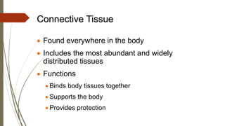 Connective Tissue
• Found everywhere in the body
• Includes the most abundant and widely
distributed tissues
• Functions
• Binds body tissues together
• Supports the body
• Provides protection
 