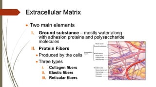 Extracellular Matrix
• Two main elements
I. Ground substance – mostly water along
with adhesion proteins and polysaccharide
molecules
II. Protein Fibers
• Produced by the cells
• Three types
i. Collagen fibers
ii. Elastic fibers
iii. Reticular fibers
 