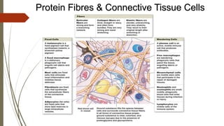 Protein Fibres & Connective Tissue Cells
 