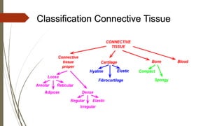 Classification Connective Tissue
 