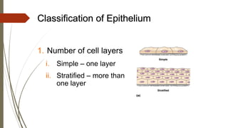 Epithelial Cells Classification Chart.pdf Tissues (epithelial tissue).pdf