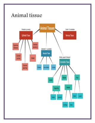 Animal tissue
 