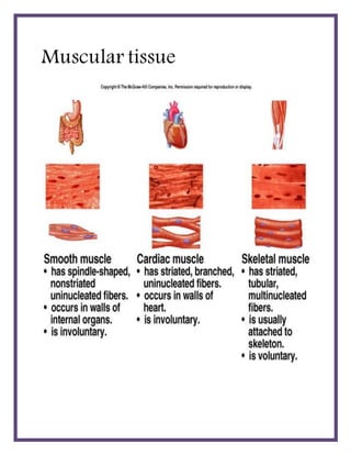 Muscular tissue
 