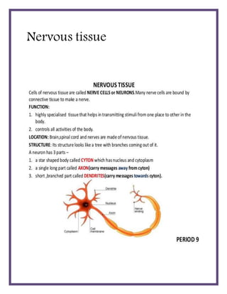 Nervous tissue
 