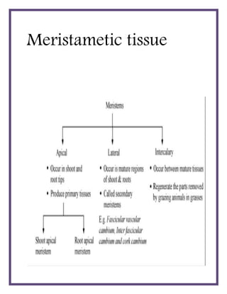 Meristametic tissue
 
