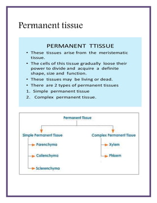 Permanent tissue
 