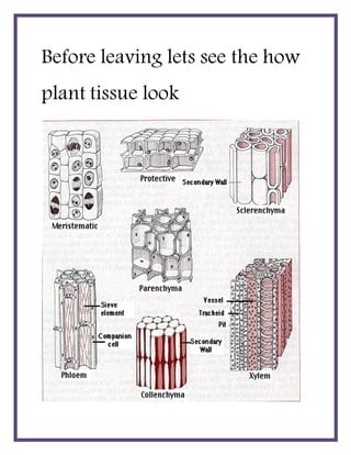 Before leaving lets see the how
plant tissue look
 