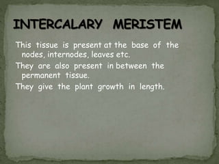 This tissue is present at the base of the
nodes, internodes, leaves etc.
They are also present in between the
permanent tissue.
They give the plant growth in length.
 