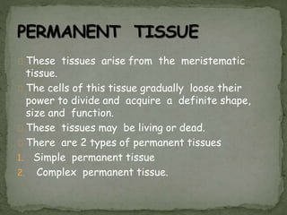 These tissues arise from the meristematic
tissue.
The cells of this tissue gradually loose their
power to divide and acquire a definite shape,
size and function.
These tissues may be living or dead.
There are 2 types of permanent tissues
1. Simple permanent tissue
2. Complex permanent tissue.
 