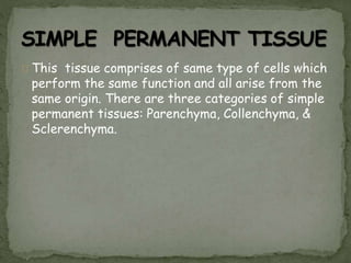This tissue comprises of same type of cells which
perform the same function and all arise from the
same origin. There are three categories of simple
permanent tissues: Parenchyma, Collenchyma, &
Sclerenchyma.
 