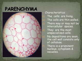 Characteristics:
a) The cells are living.
b) The cells are thin walled.
c) There may or may not be
intercellular spaces.
d) They are the most
unspecialized cells.
e) No depositions are seen,
the cell wall consists only
of cellulose.
f) There is a prominent
nucleus, cytoplasm &
vacuoles.
 