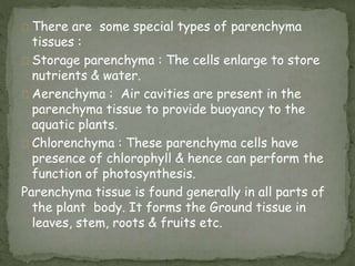 There are some special types of parenchyma
tissues :
Storage parenchyma : The cells enlarge to store
nutrients & water.
Aerenchyma : Air cavities are present in the
parenchyma tissue to provide buoyancy to the
aquatic plants.
Chlorenchyma : These parenchyma cells have
presence of chlorophyll & hence can perform the
function of photosynthesis.
Parenchyma tissue is found generally in all parts of
the plant body. It forms the Ground tissue in
leaves, stem, roots & fruits etc.
 