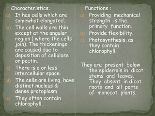 Characteristics:
a) It has cells which are
somewhat elongated.
b) The cell walls are thin
except at the angular
region ( where the cells
join). The thickenings
are caused due to
deposition of cellulose
or pectin.
c) There is o or less
intercellular space.
d) The cells are living, have
distinct nucleus &
dense protoplasm.
e) They often contain
chlorophyll.
Functions :
a) Providing mechanical
strength is the
primary function.
b) Provide flexibility.
c) Photosynthesis, as
they contain
chlorophyll.
They are present below
the epidermis in dicot
stems and leaves.
They absent in dicot
roots and all parts
of monocot plants.
 