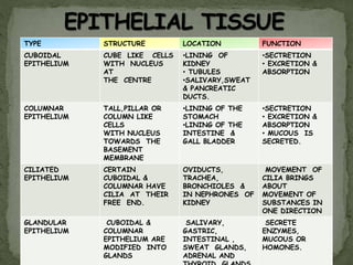 TYPE STRUCTURE LOCATION FUNCTION
CUBOIDAL
EPITHELIUM
CUBE LIKE CELLS
WITH NUCLEUS
AT
THE CENTRE
•LINING OF
KIDNEY
• TUBULES
•SALIVARY,SWEAT
& PANCREATIC
DUCTS.
•SECTRETION
• EXCRETION &
ABSORPTION
COLUMNAR
EPITHELIUM
TALL,PILLAR OR
COLUMN LIKE
CELLS
WITH NUCLEUS
TOWARDS THE
BASEMENT
MEMBRANE
•LINING OF THE
STOMACH
•LINING OF THE
INTESTINE &
GALL BLADDER
•SECTRETION
• EXCRETION &
ABSORPTION
• MUCOUS IS
SECRETED.
CILIATED
EPITHELIUM
CERTAIN
CUBOIDAL &
COLUMNAR HAVE
CILIA AT THEIR
FREE END.
OVIDUCTS,
TRACHEA,
BRONCHIOLES &
IN NEPHRONES OF
KIDNEY
MOVEMENT OF
CILIA BRINGS
ABOUT
MOVEMENT OF
SUBSTANCES IN
ONE DIRECTION
GLANDULAR
EPITHELIUM
CUBOIDAL &
COLUMNAR
EPITHELIUM ARE
MODIFIED INTO
GLANDS
SALIVARY,
GASTRIC,
INTESTINAL ,
SWEAT GLANDS,
ADRENAL AND
SECRETE
ENZYMES,
MUCOUS OR
HOMONES.
 