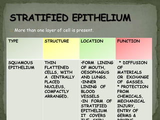More than one layer of cell is present.
TYPE STRUCTURE LOCATION FUNCTION
SQUAMOUS
EPITHELIUM
THIN
FLATTENED
CELLS, WITH
A CENTRALLY
PLACED
NUCLEUS,
COMPACTLY
ARRANGED.
•FORM LINING
OF MOUTH,
OESOPHAGUS
AND LUNGS.
•INNER
LINING OF
BLOOD
VESSELS
•IN FORM OF
STRATIFIED
EPITHELIUM
IT COVERS
* DIFFUSION
OF
MATERIALS
OR EXCHANGE
OF GASSES.
* PROTECTION
FROM
CHEMICALS,
MECHANICAL
INJURY,
ENTRY OF
GERMS &
 