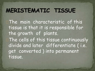 The main characteristic of this
tissue is that it is responsible for
the growth of plants.
The cells of this tissue continuously
divide and later differentiate ( i.e.
get converted ) into permanent
tissue.
 