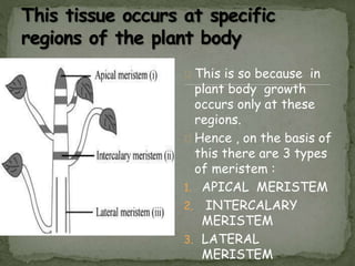 This is so because in
plant body growth
occurs only at these
regions.
Hence , on the basis of
this there are 3 types
of meristem :
1. APICAL MERISTEM
2. INTERCALARY
MERISTEM
3. LATERAL
MERISTEM
 