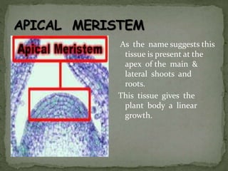 As the name suggests this
tissue is present at the
apex of the main &
lateral shoots and
roots.
This tissue gives the
plant body a linear
growth.
 