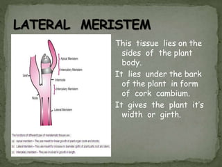 This tissue lies on the
sides of the plant
body.
It lies under the bark
of the plant in form
of cork cambium.
It gives the plant it’s
width or girth.
 