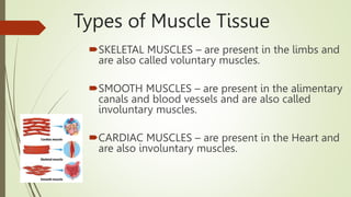 Types of Muscle Tissue
SKELETAL MUSCLES – are present in the limbs and
are also called voluntary muscles.
SMOOTH MUSCLES – are present in the alimentary
canals and blood vessels and are also called
involuntary muscles.
CARDIAC MUSCLES – are present in the Heart and
are also involuntary muscles.
 