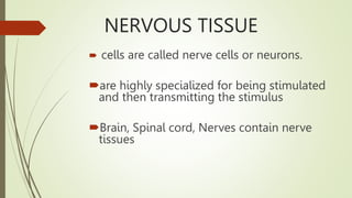 NERVOUS TISSUE
 cells are called nerve cells or neurons.
are highly specialized for being stimulated
and then transmitting the stimulus
Brain, Spinal cord, Nerves contain nerve
tissues
 