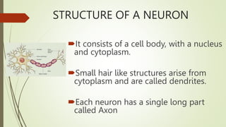 STRUCTURE OF A NEURON
It consists of a cell body, with a nucleus
and cytoplasm.
Small hair like structures arise from
cytoplasm and are called dendrites.
Each neuron has a single long part
called Axon
 