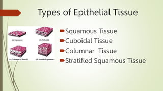 Types of Epithelial Tissue
Squamous Tissue
Cuboidal Tissue
Columnar Tissue
Stratified Squamous Tissue
 