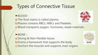 Types of Connective Tissue
BLOOD -
a) The fluid matrix is called plasma.
b)Plasma contains RBCs, WBCs and Platelets.
c) Blood transports oxygen, hormones, waste materials.
BONE –
a) Strong & Non-Flexible tissue.
b)Forms a framework that supports the body.
c) Anchors the muscles and supports main organs.
 