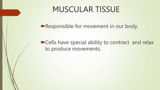MUSCULAR TISSUE
Responsible for movement in our body.
Cells have special ability to contract and relax
to produce movements.
 