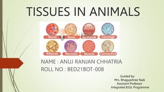 TISSUES IN ANIMALS
NAME : ANUJ RANJAN CHHATRIA
ROLL NO : BED21BOT-008
Guided by:
Mrs. Bhagyashree Naik
Assistant Professor
Integrated B.Ed. Programme
 