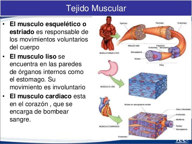 cuantas glandulas existen en el cuerpo humano