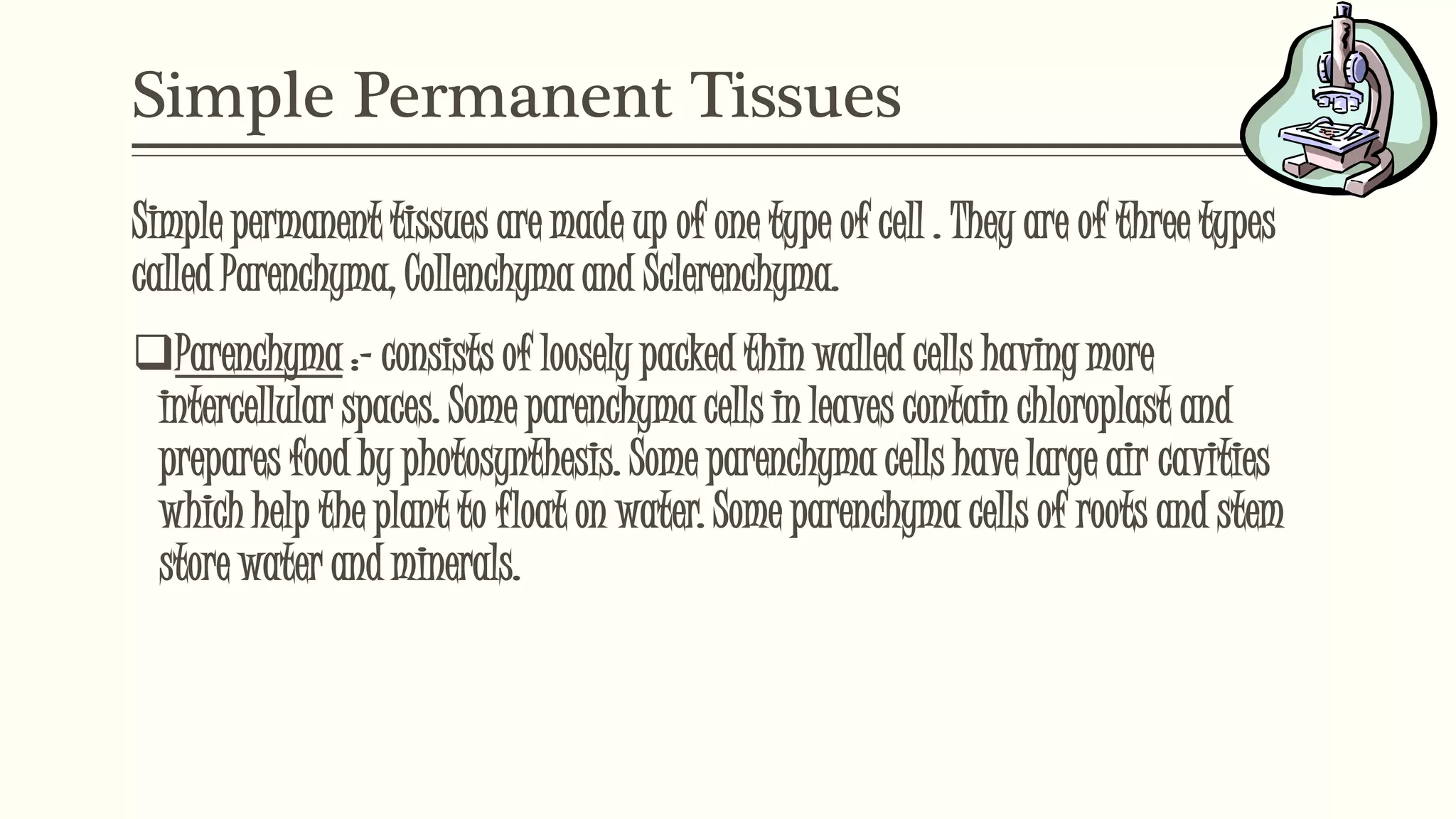 Simple Permanent Tissues
Simple permanent tissues are made up of one type of cell . They are of three types
called Parenchyma, Collenchyma and Sclerenchyma.
Parenchyma :- consists of loosely packed thin walled cells having more
intercellular spaces. Some parenchyma cells in leaves contain chloroplast and
prepares food by photosynthesis. Some parenchyma cells have large air cavities
which help the plant to float on water. Some parenchyma cells of roots and stem
store water and minerals.
 