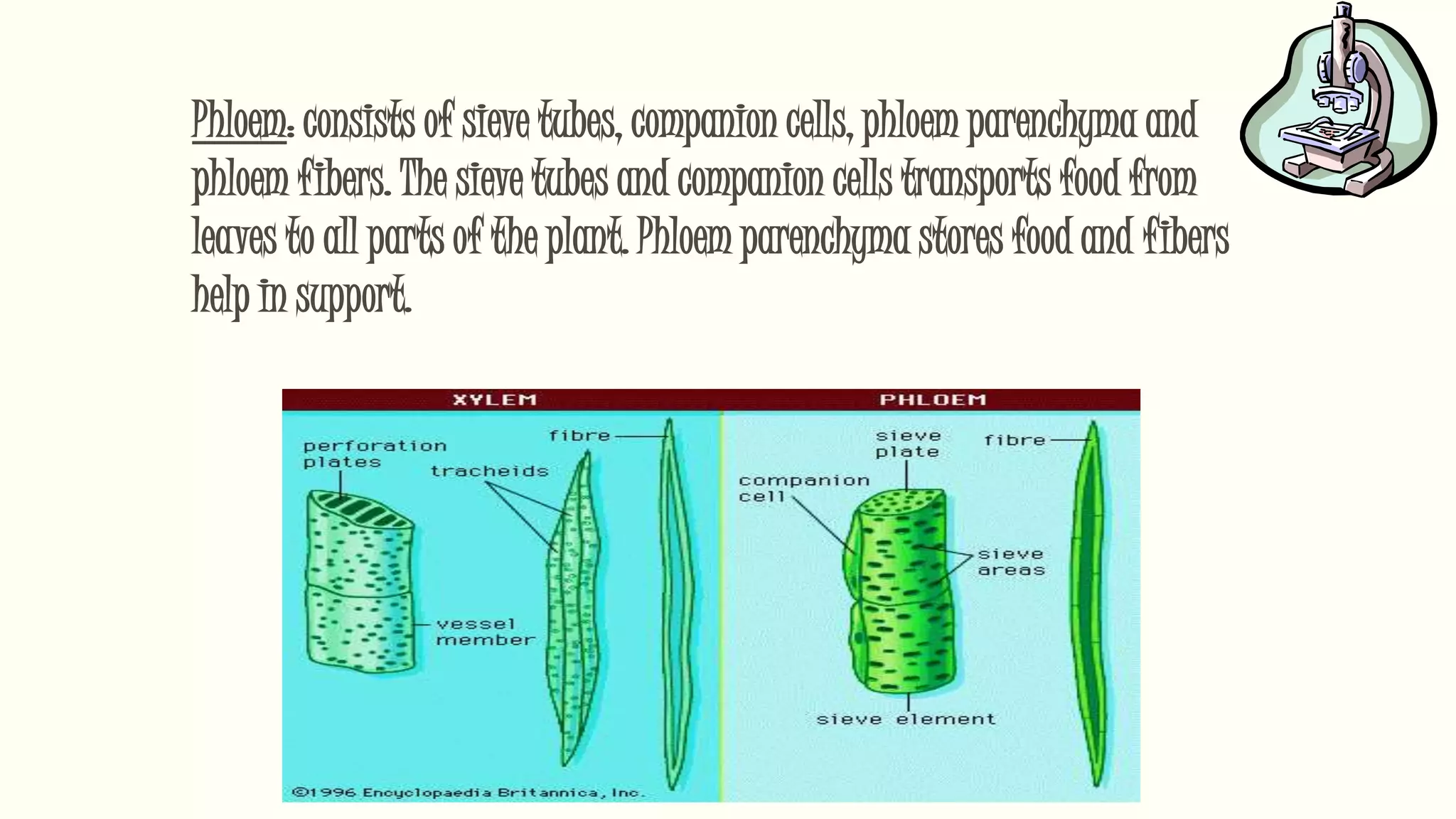Phloem: consists of sieve tubes, companion cells, phloem parenchyma and
phloem fibers. The sieve tubes and companion cells transports food from
leaves to all parts of the plant. Phloem parenchyma stores food and fibers
help in support.
 