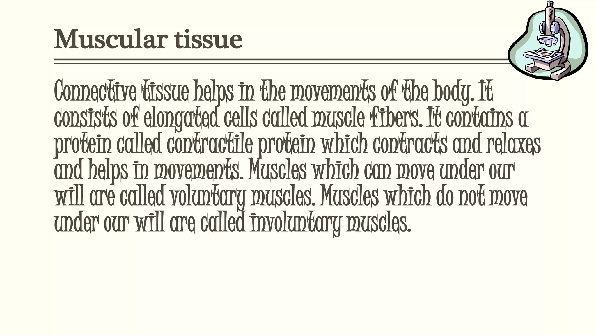 Muscular tissue
Connective tissue helps in the movements of the body. It
consists of elongated cells called muscle fibers. It contains a
protein called contractile protein which contracts and relaxes
and helps in movements. Muscles which can move under our
will are called voluntary muscles. Muscles which do not move
under our will are called involuntary muscles.
 