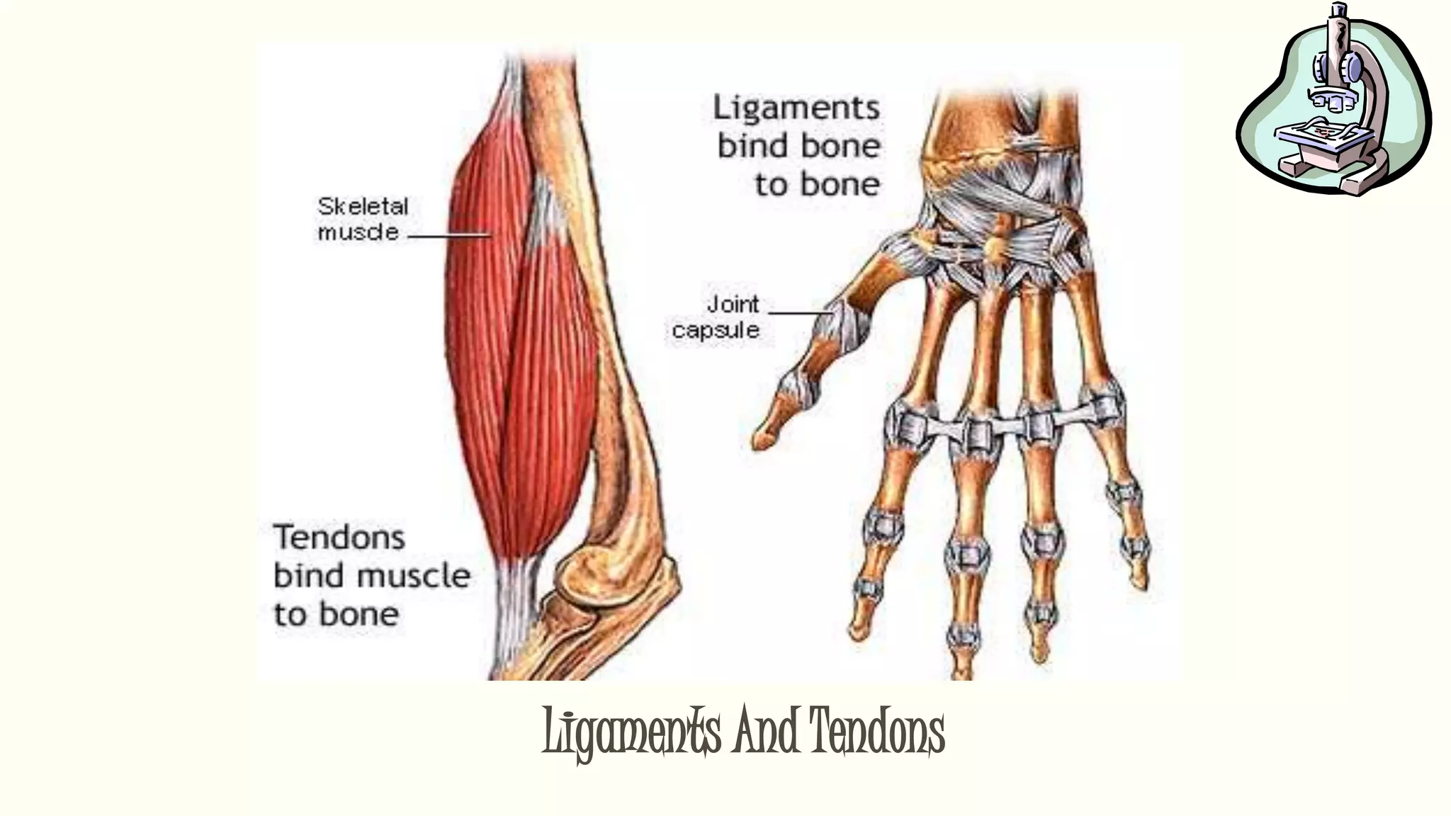 Ligaments And Tendons
 