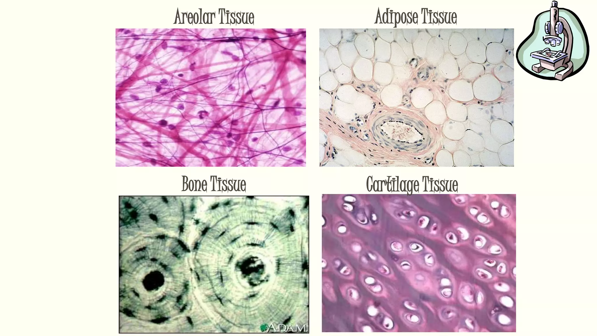 Areolar Tissue Adipose Tissue
Bone Tissue Cartilage Tissue
 