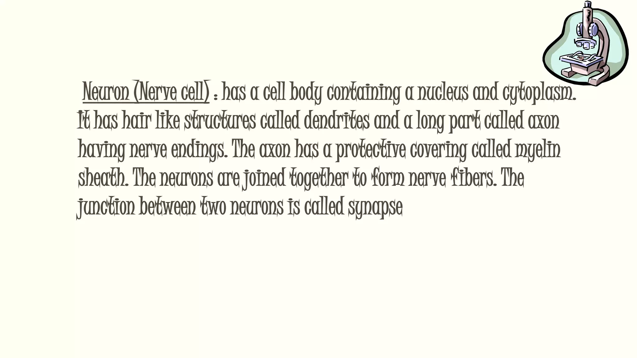 Neuron (Nerve cell) : has a cell body containing a nucleus and cytoplasm.
It has hair like structures called dendrites and a long part called axon
having nerve endings. The axon has a protective covering called myelin
sheath. The neurons are joined together to form nerve fibers. The
junction between two neurons is called synapse
 