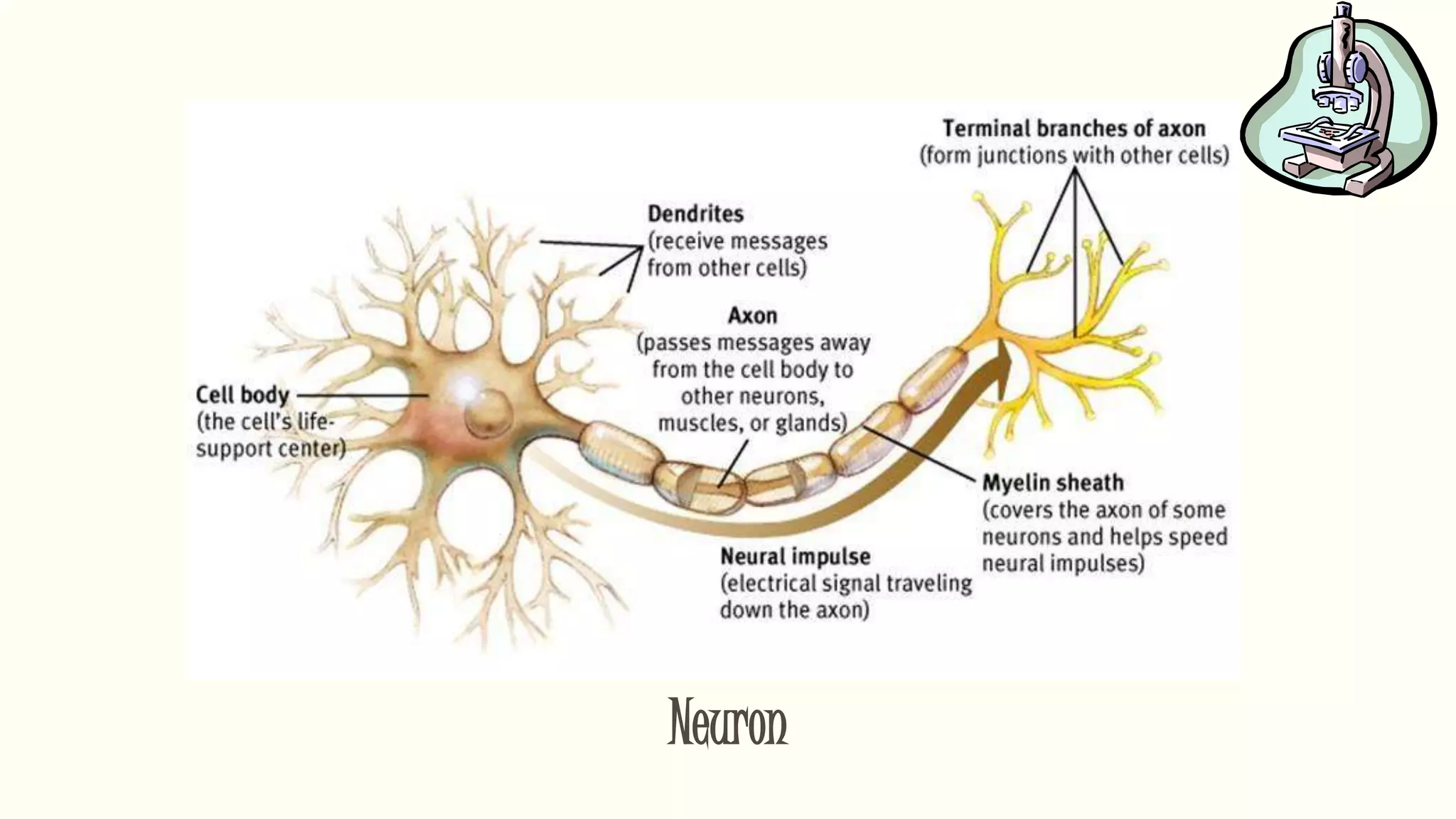 Neuron
 