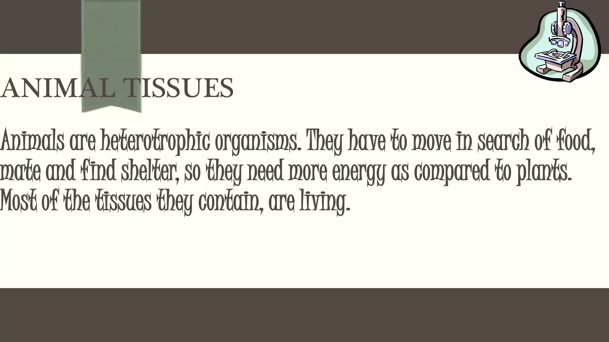 ANIMAL TISSUES
Animals are heterotrophic organisms. They have to move in search of food,
mate and find shelter, so they need more energy as compared to plants.
Most of the tissues they contain, are living.
 