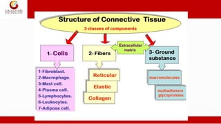 Tissues notes | PDF