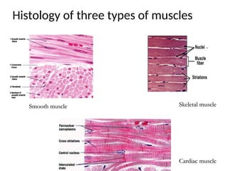 The Tissues of the human body for student | PPT