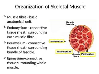 The Tissues of the human body for student | PPT