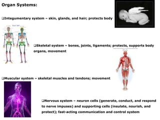 Organ Systems:


Integumentary system – skin, glands, and hair; protects body




                 Skeletal system – bones, joints, ligaments; protects, supports body
                 organs, movement




Muscular system – skeletal muscles and tendons; movement




                      Nervous system – neuron cells (generate, conduct, and respond
                      to nerve impuses) and supporting cells (insulate, nourish, and
                      protect); fast-acting communication and control system
 