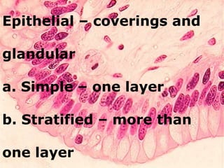 Epithelial – coverings and

glandular

a. Simple – one layer

b. Stratified – more than

one layer
 