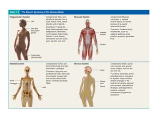Tissues, organs, and organ systems