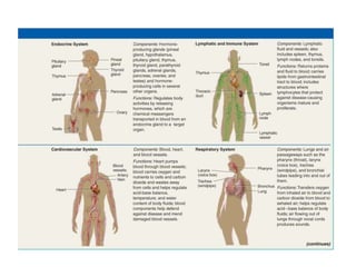 Tissues, organs, and organ systems
