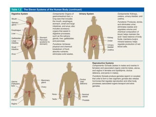 Tissues, organs, and organ systems
