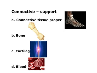 Connective – support

a. Connective tissue proper



b. Bone



c. Cartilage



d. Blood
 